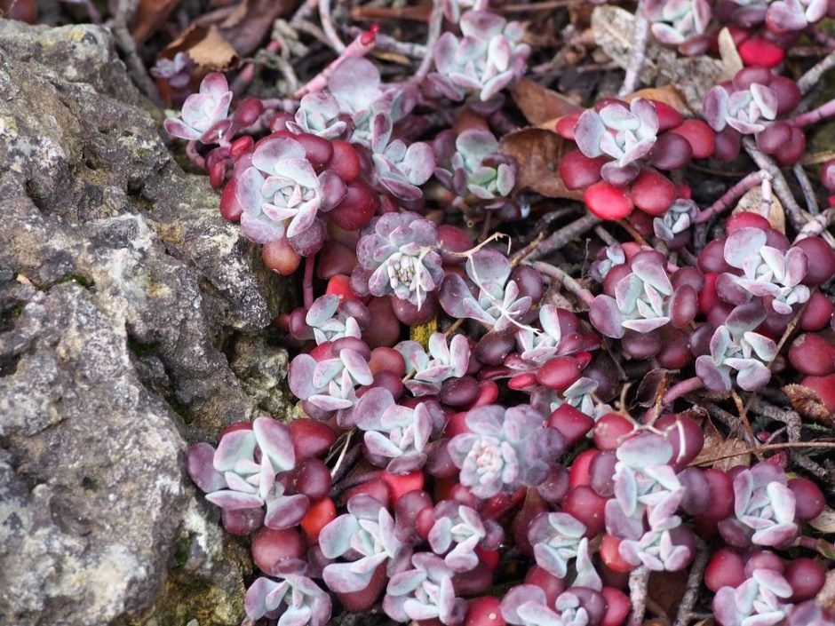 Como plantar Sedum spathulifolium 'Purpureum' (Sedum spathulifolium 'Purpureum')_1