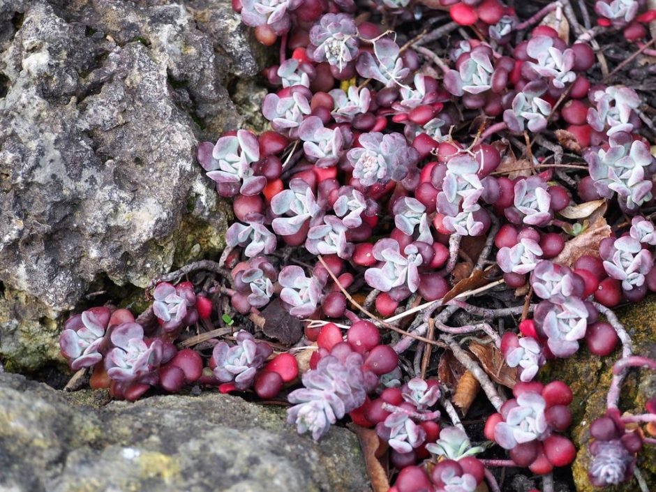 Onde plantar Sedum spathulifolium 'Purpureum' (Sedum spathulifolium 'Purpureum')_2