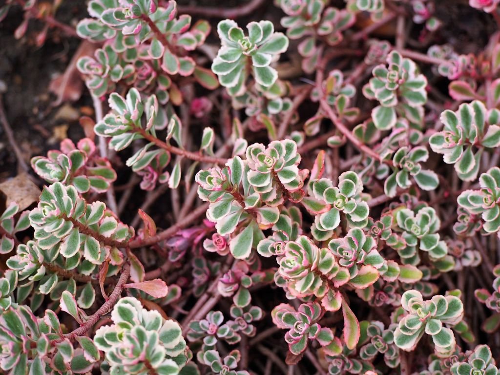 Sedum spurium 'Tricolor' (Sedum spurium 'Tricolor')