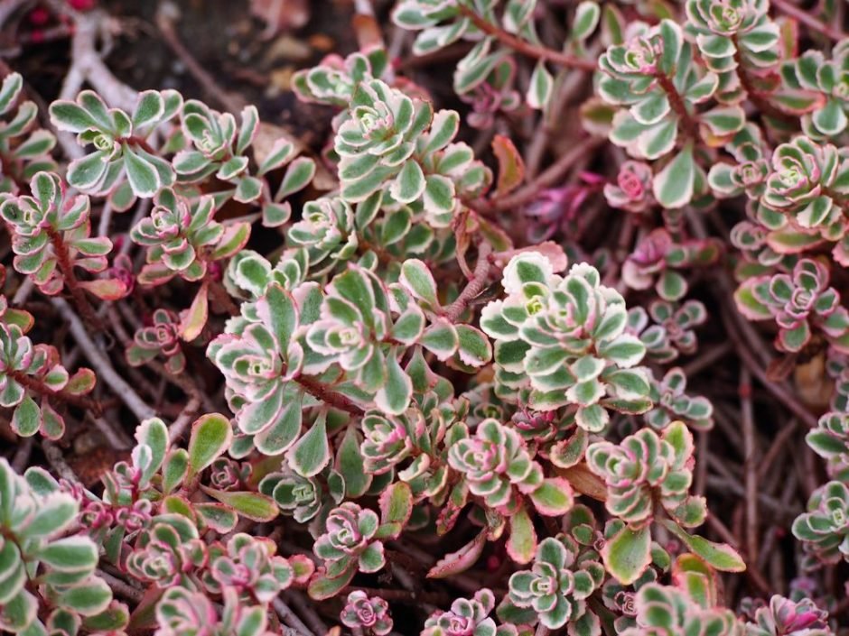 Como plantar Sedum spurium 'Tricolor' (Sedum spurium 'Tricolor')_1
