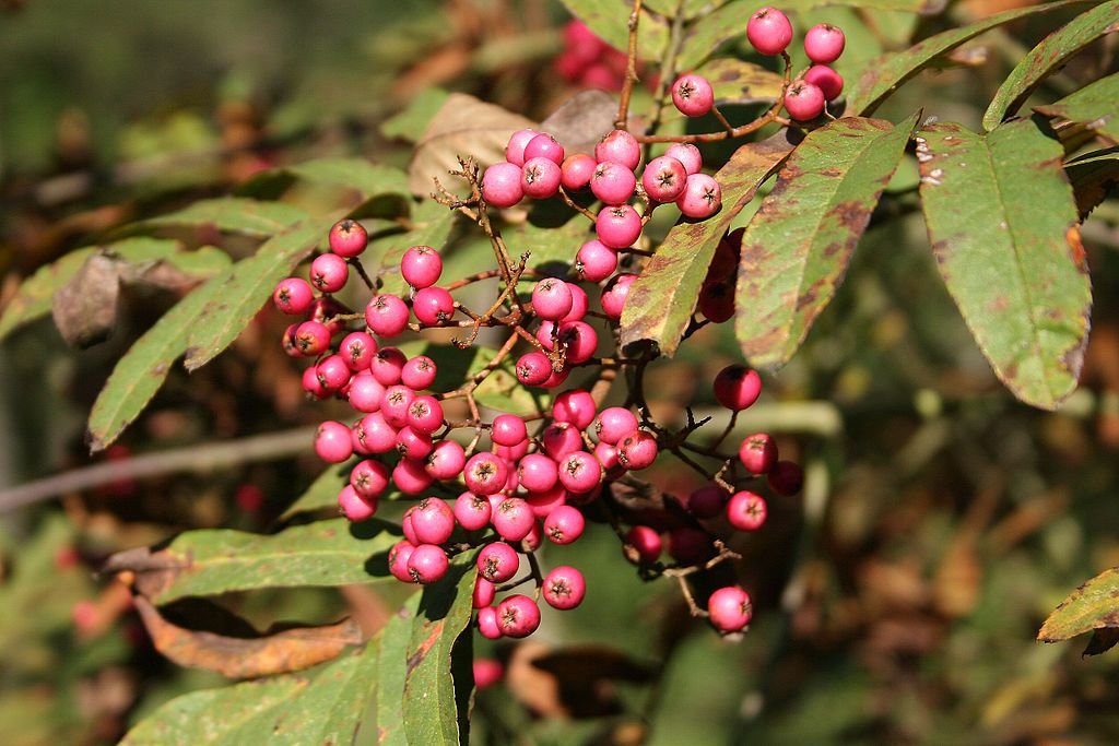 Sorveira 'Leonard Messel' (Sorbus 'Leonard Messel')