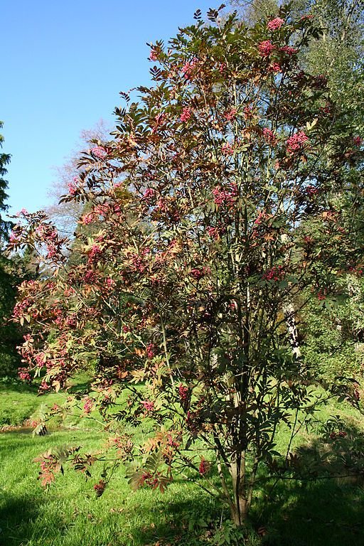Como plantar Sorveira 'Leonard Messel' (Sorbus 'Leonard Messel')_1