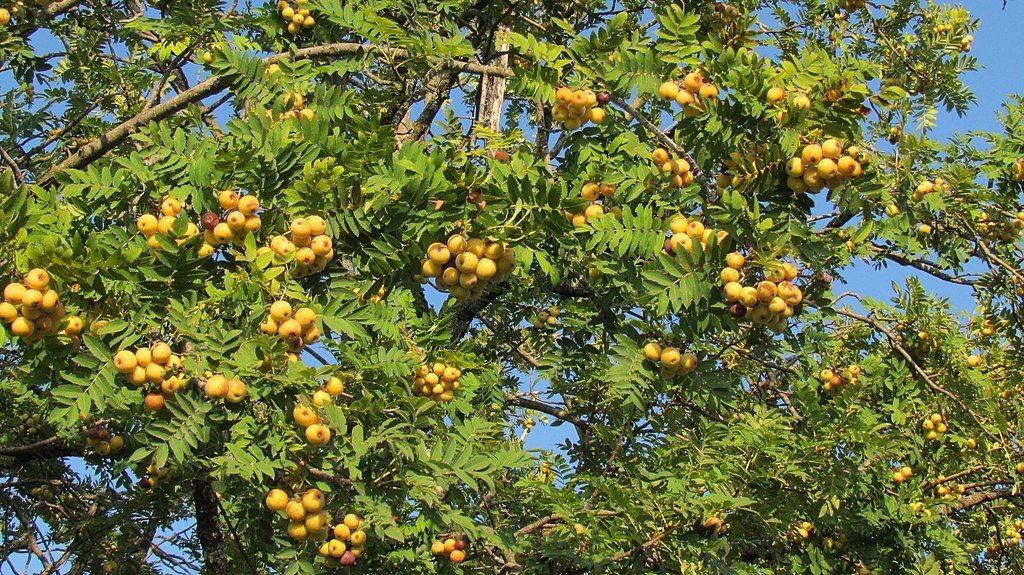 Sorveira (Sorbus domestica)