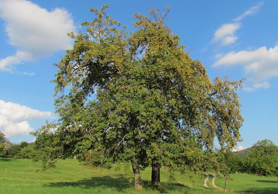 Onde plantar Sorveira (Sorbus domestica)_2