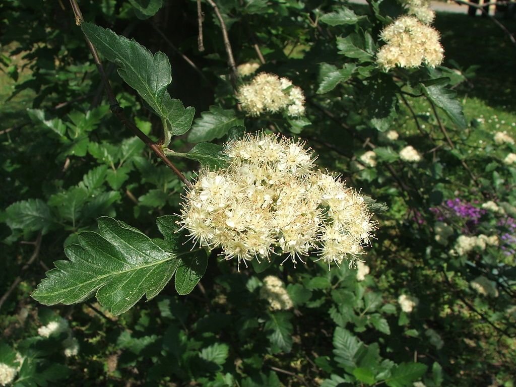 Sorveira de Borba (Sorbus borbasii)