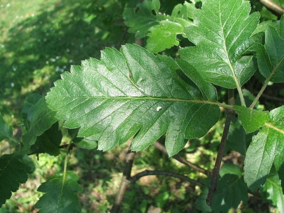 Como plantar Sorveira de Borba (Sorbus borbasii)_1