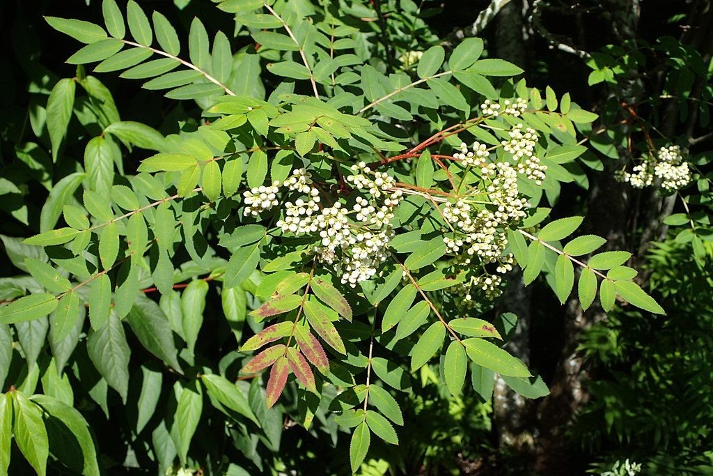 Sorveira de Forrest (Sorbus forrestii)