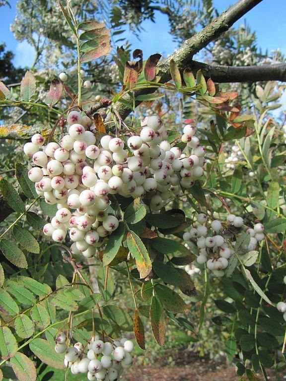 Como plantar Sorveira de Forrest (Sorbus forrestii)_1