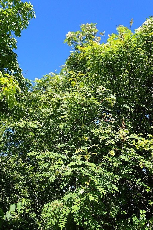 Onde plantar Sorveira de Forrest (Sorbus forrestii)_2