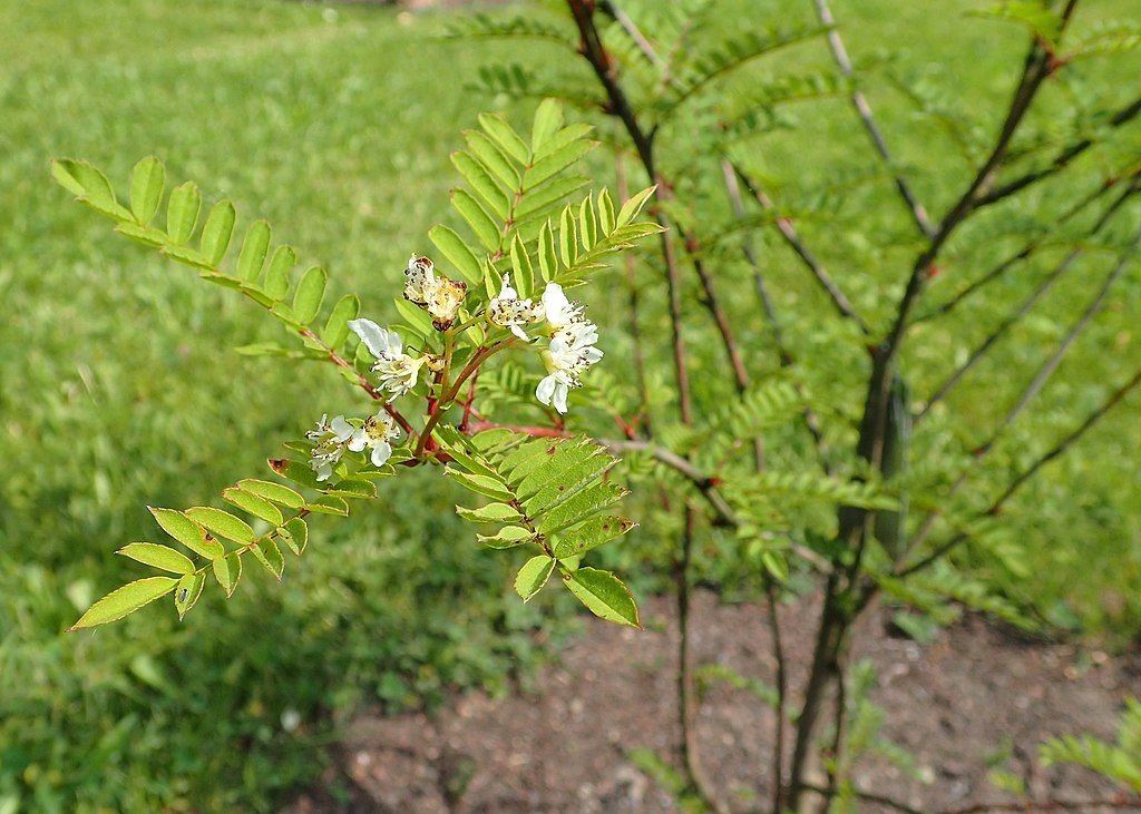 Sorveira de Gongga Shan (Sorbus gonggashanica)