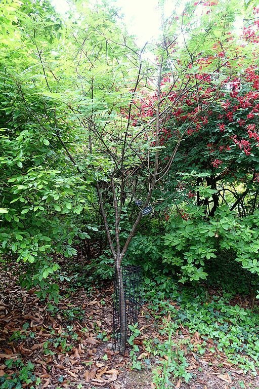Como plantar Sorveira de Gongga Shan (Sorbus gonggashanica)_1