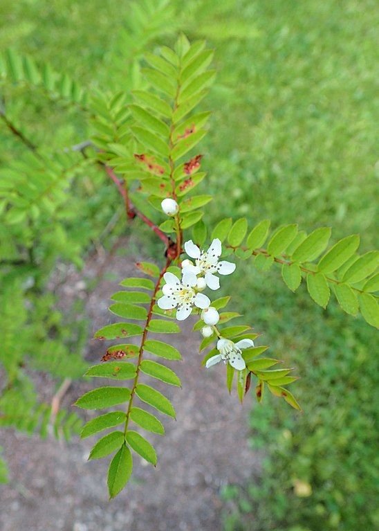 Onde plantar Sorveira de Gongga Shan (Sorbus gonggashanica)_2