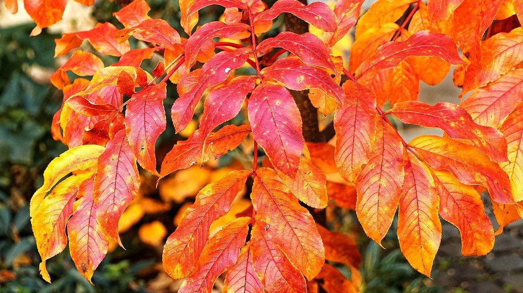 Sorveira de Sargent (Sorbus sargentiana)