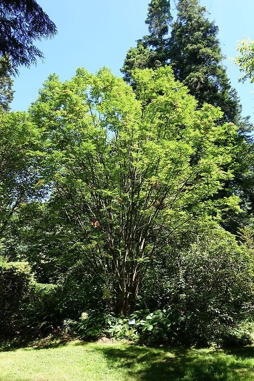 Onde plantar Sorveira de Sargent (Sorbus sargentiana)_2