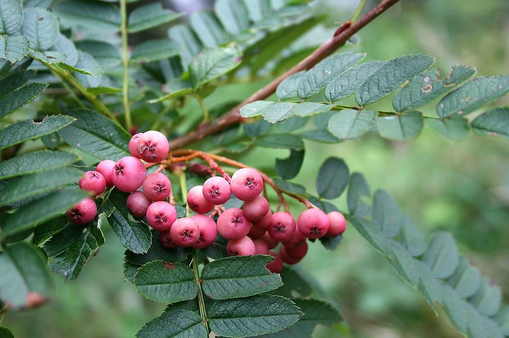 Sorveira de Vilmorin (Sorbus vilmorinii)