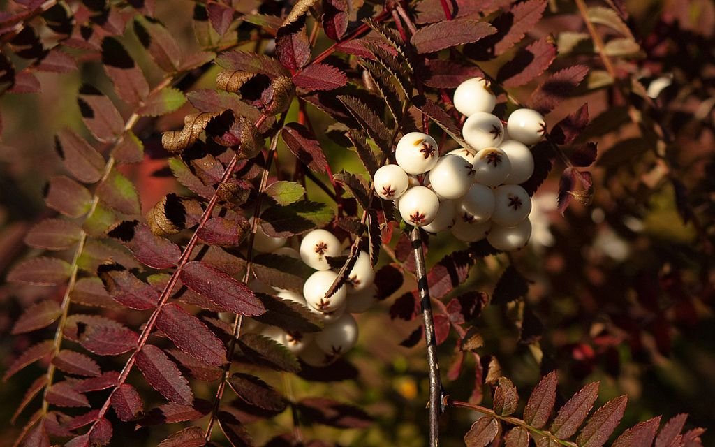 Sorveira frutescens (Sorbus frutescens)
