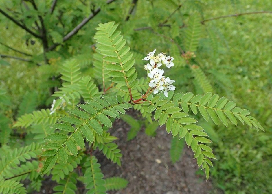Como plantar Sorveira frutescens (Sorbus frutescens)_1