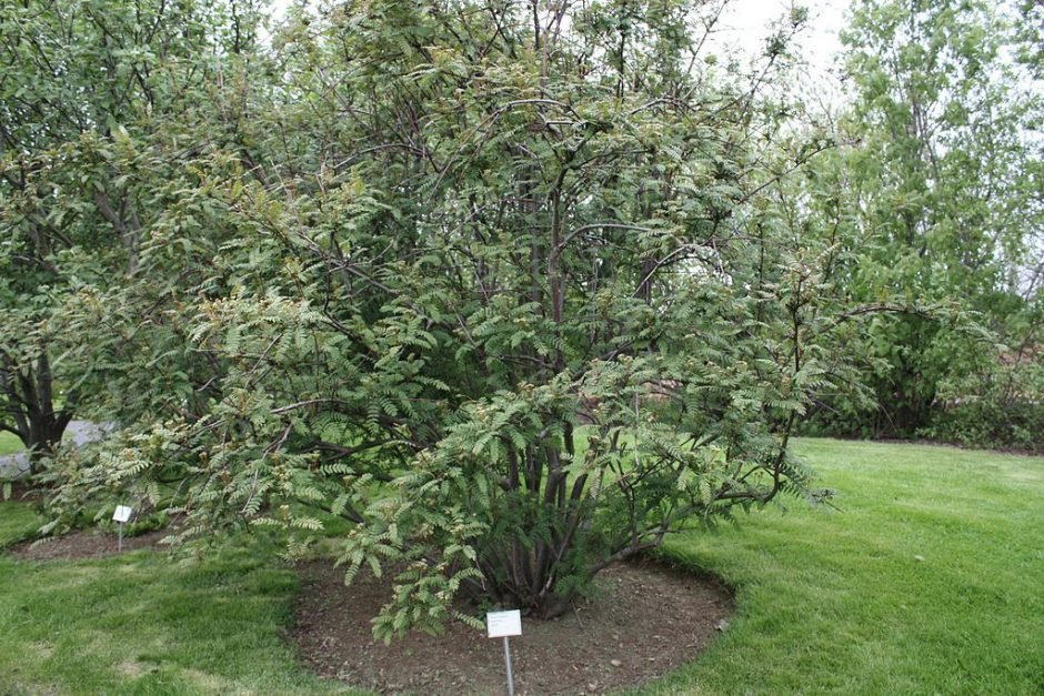 Onde plantar Sorveira frutescens (Sorbus frutescens)_2