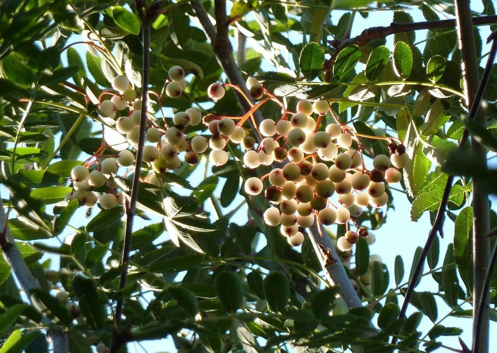 Sorveira glabriuscula (Sorbus glabriuscula)