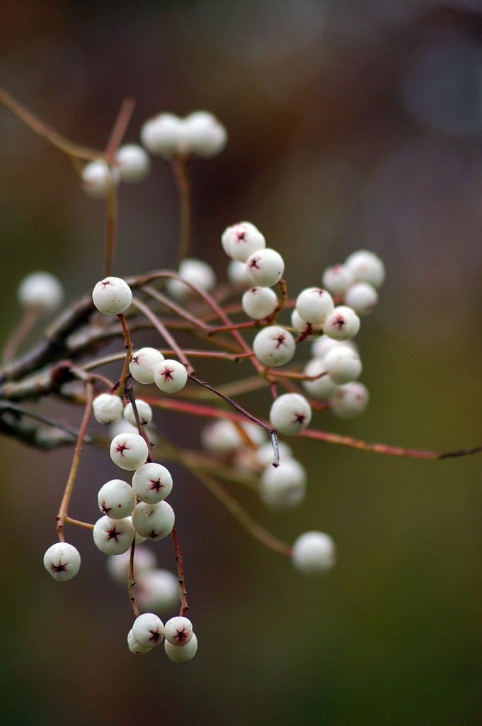 Sorveira pseudovilmorinii (Sorbus pseudovilmorinii)