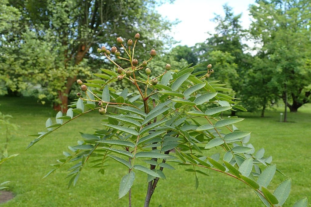 Sorveira rosea (Sorbus rosea)