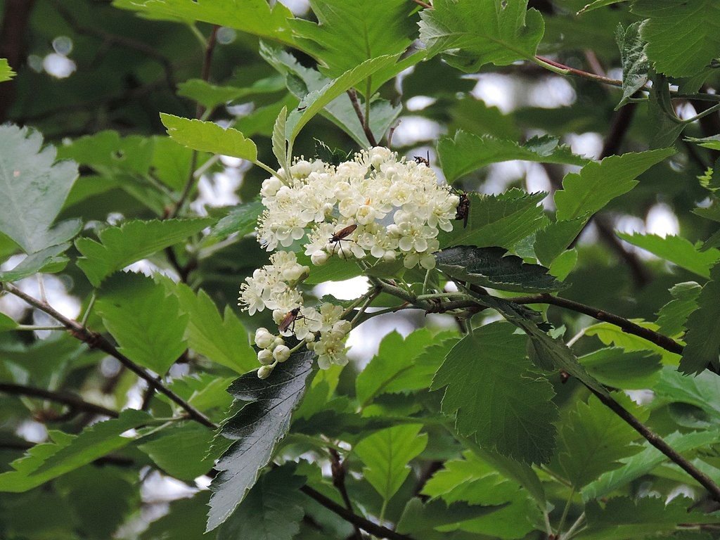 Sorveira sueca (Sorbus intermedia)