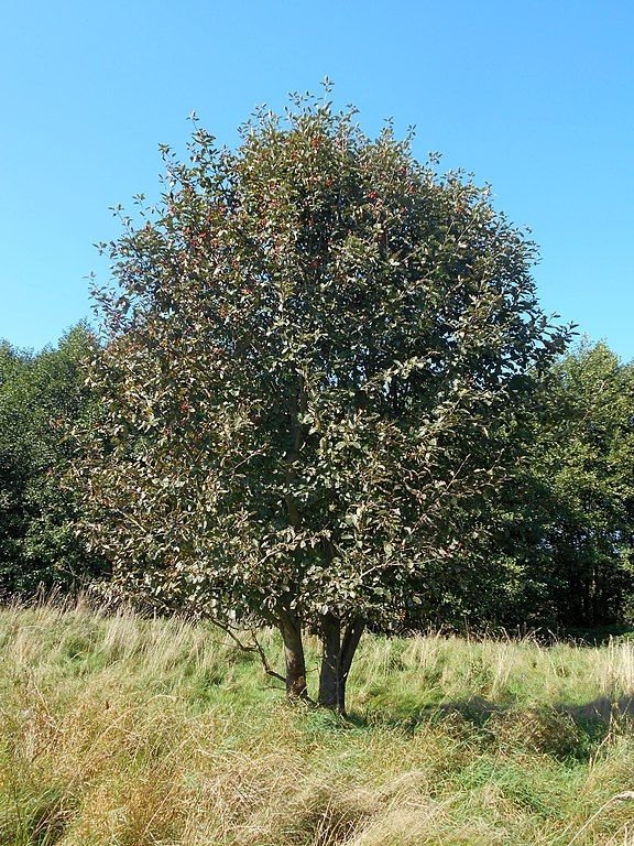 Como plantar Sorveira sueca (Sorbus intermedia)_1
