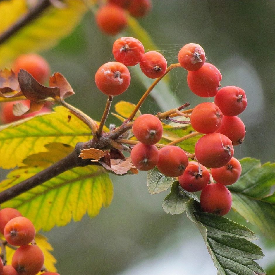 Onde plantar Sorveira sueca (Sorbus intermedia)_2