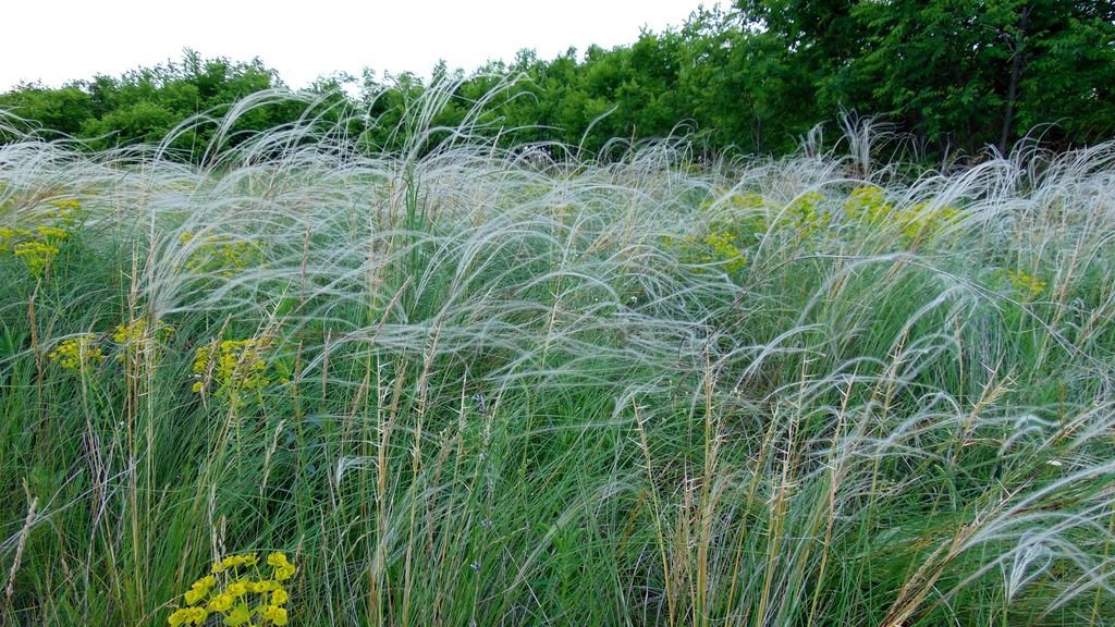 Stipa pulcherrima (Stipa pulcherrima)