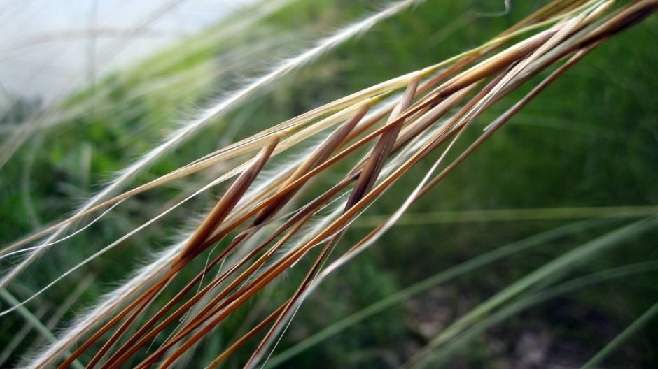 Como plantar Stipa pulcherrima (Stipa pulcherrima)_1