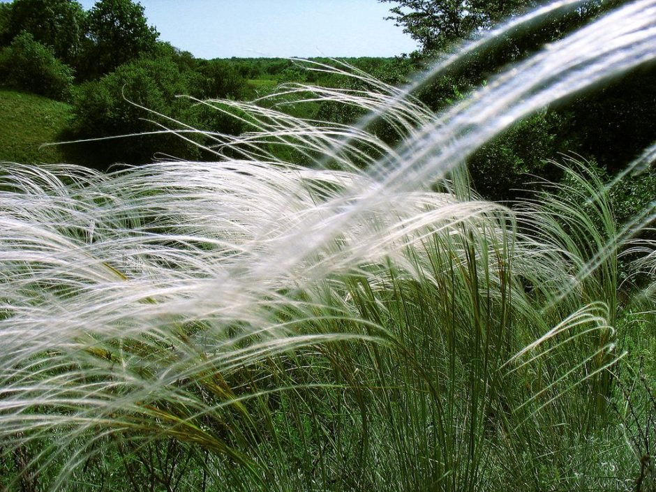Onde plantar Stipa pulcherrima (Stipa pulcherrima)_2