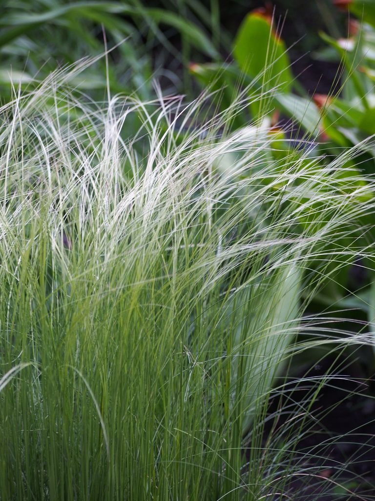 Stipa tirsa (Stipa tirsa)