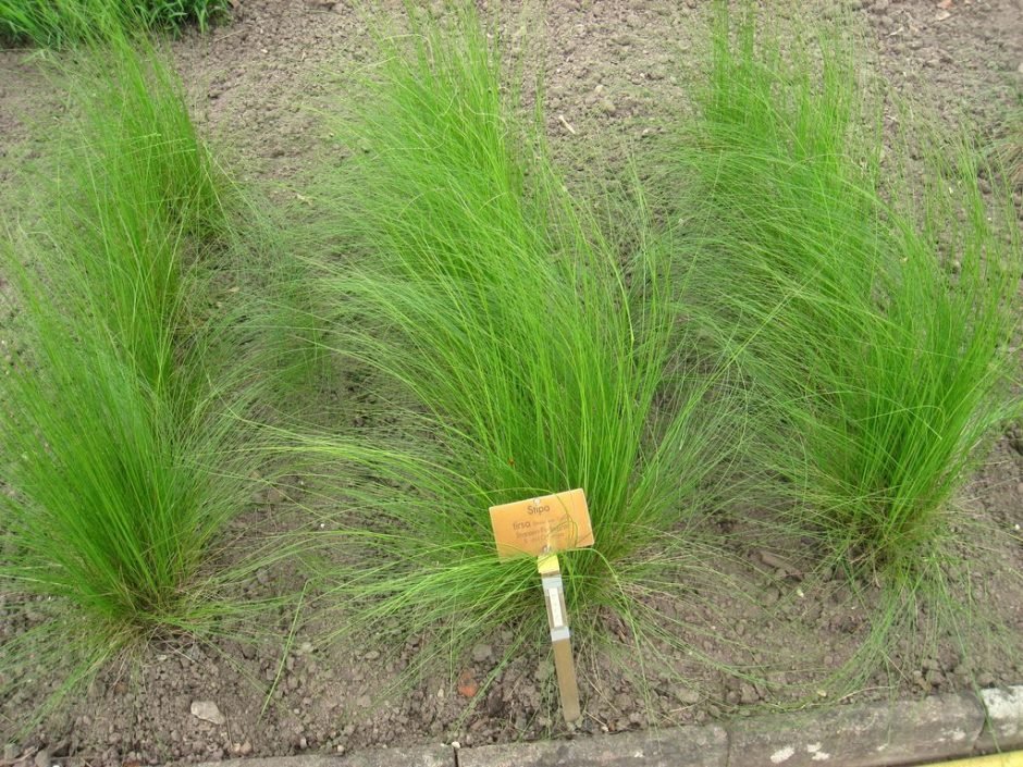 Como plantar Stipa tirsa (Stipa tirsa)_1