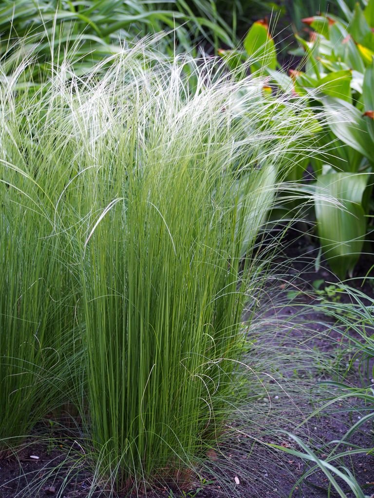 Onde plantar Stipa tirsa (Stipa tirsa)_2
