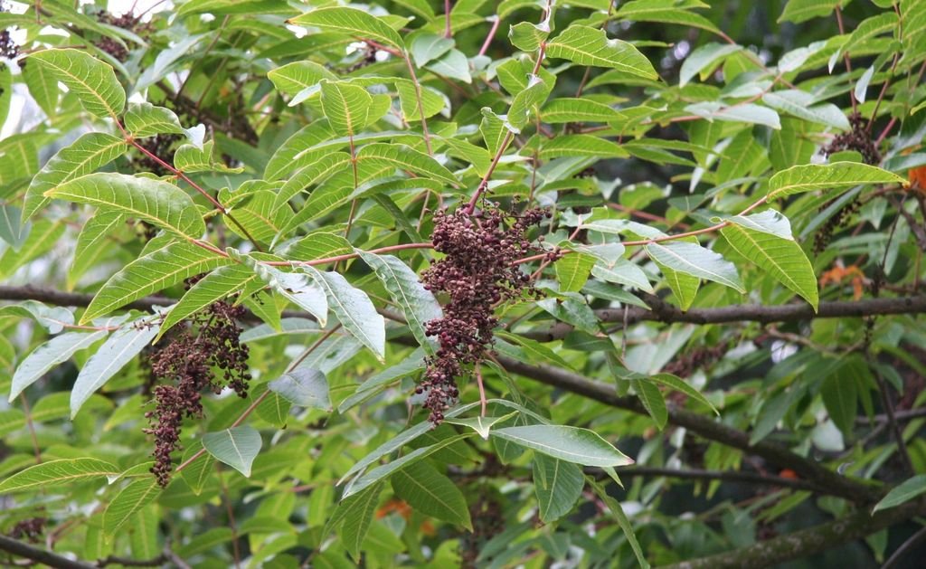 Sumagre potaninii (Rhus potaninii)