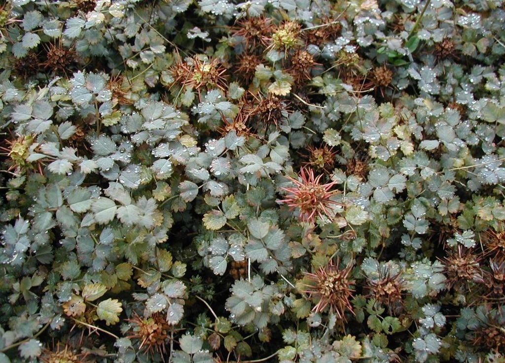 Acaena buchananii (Acaena buchananii)