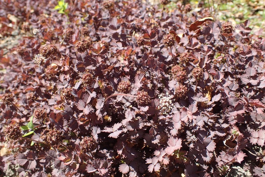 Acaena inermis 'Purpurea' (Acaena inermis 'Purpurea')