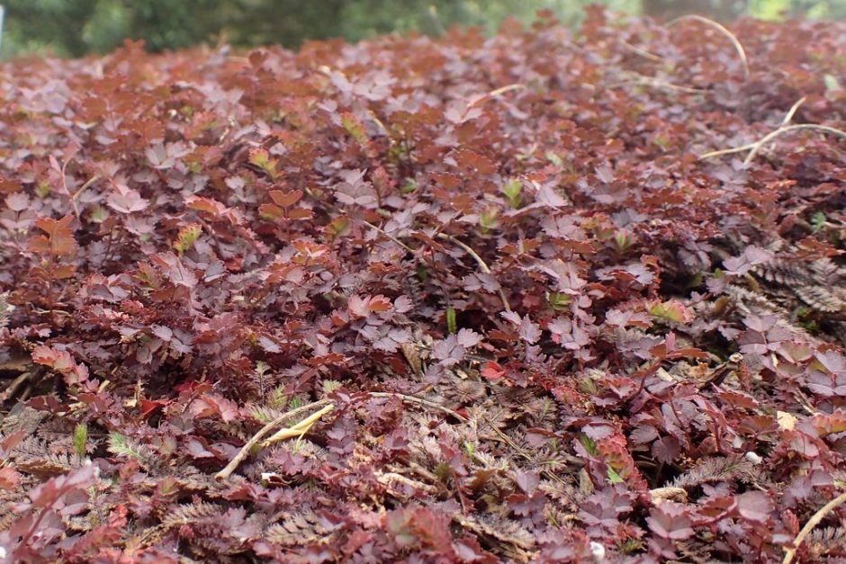 Como plantar Acaena inermis 'Purpurea' (Acaena inermis 'Purpurea')_1