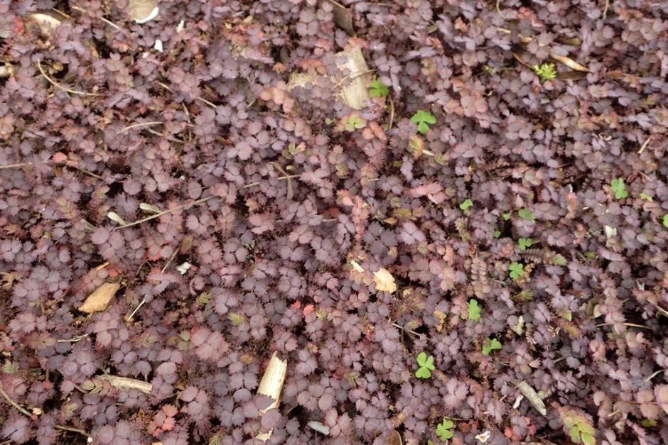 Onde plantar Acaena inermis 'Purpurea' (Acaena inermis 'Purpurea')_2