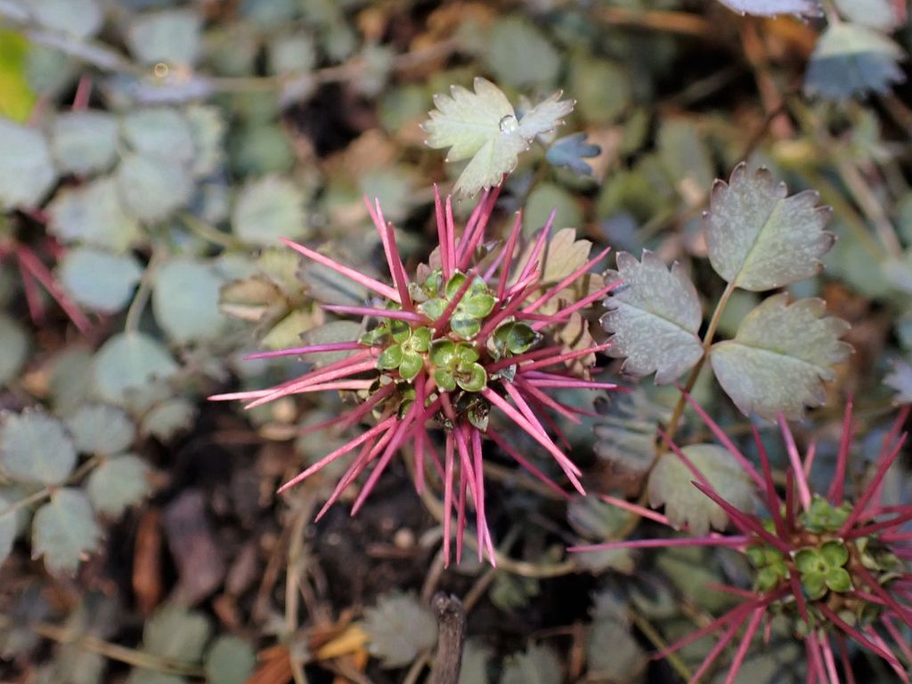 Acaena microphylla (Acaena microphylla)