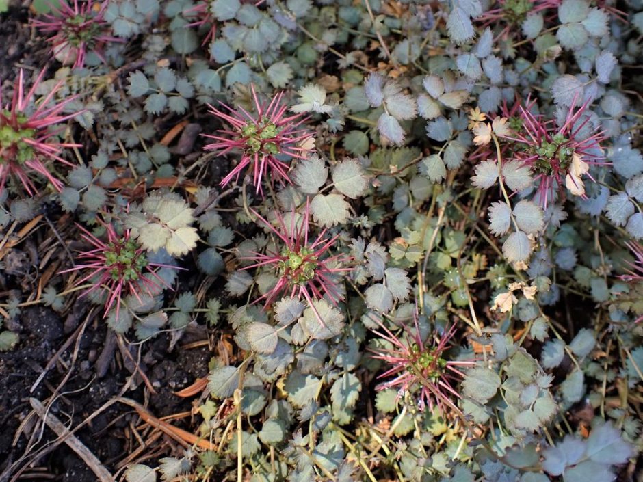 Como plantar Acaena microphylla (Acaena microphylla)_1