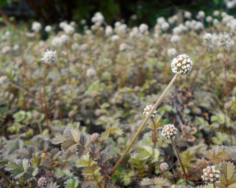 Onde plantar Acaena microphylla (Acaena microphylla)_2