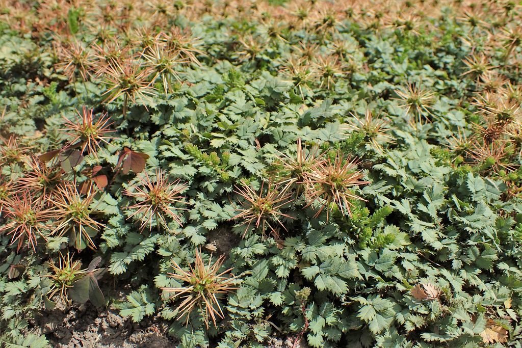 Acaena saccaticupula (Acaena saccaticupula)