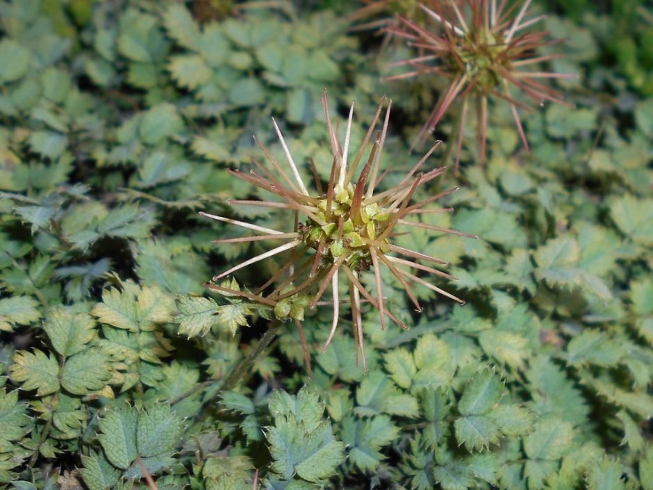 Como plantar Acaena saccaticupula (Acaena saccaticupula)_1