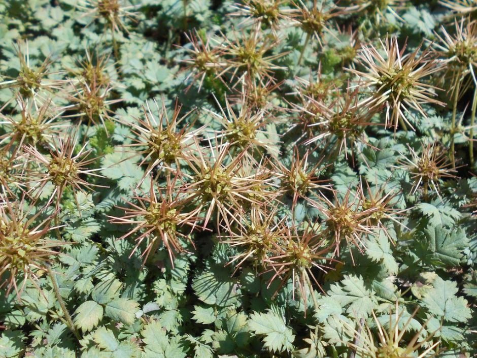 Onde plantar Acaena saccaticupula (Acaena saccaticupula)_2