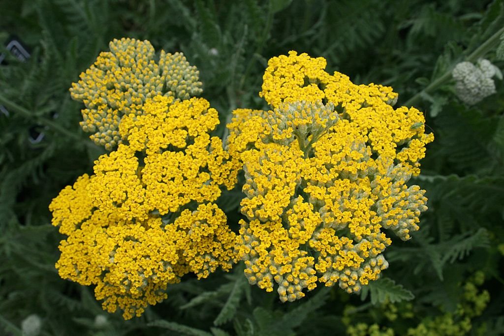 Achillea 'Coronation Gold' (Achillea 'Coronation Gold')