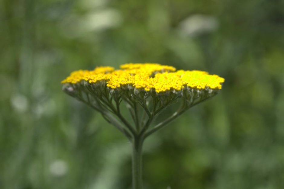 Como plantar Achillea 'Coronation Gold' (Achillea 'Coronation Gold')_1