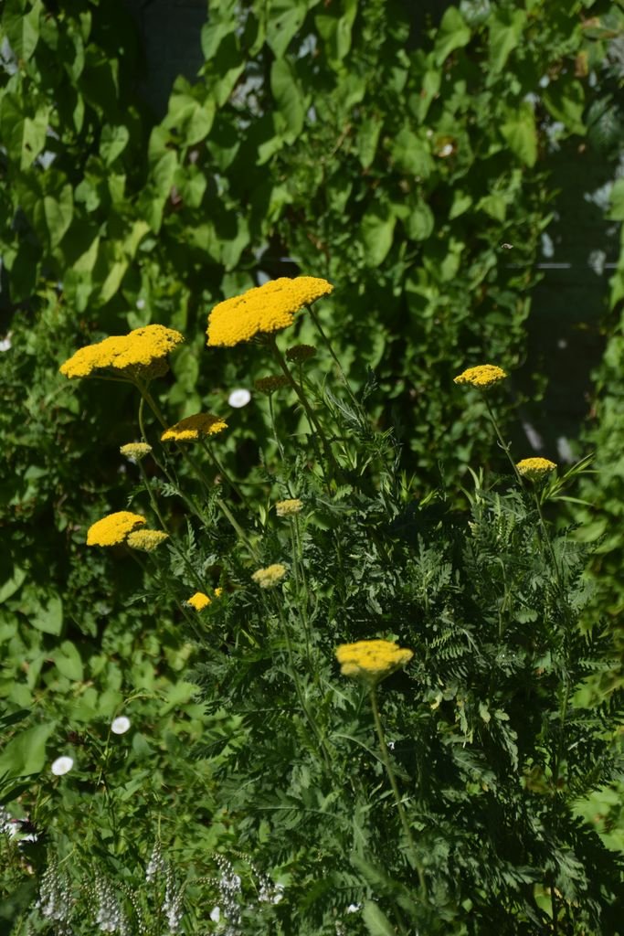 Onde plantar Achillea 'Coronation Gold' (Achillea 'Coronation Gold')_2