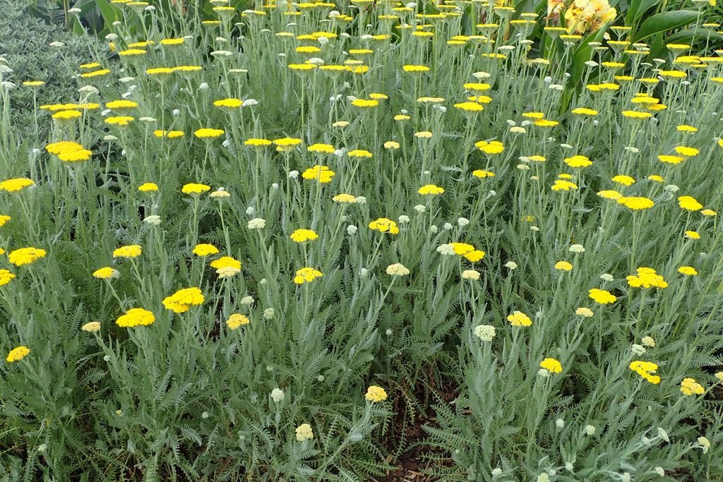 Achillea 'Moonshine' (Achillea 'Moonshine')