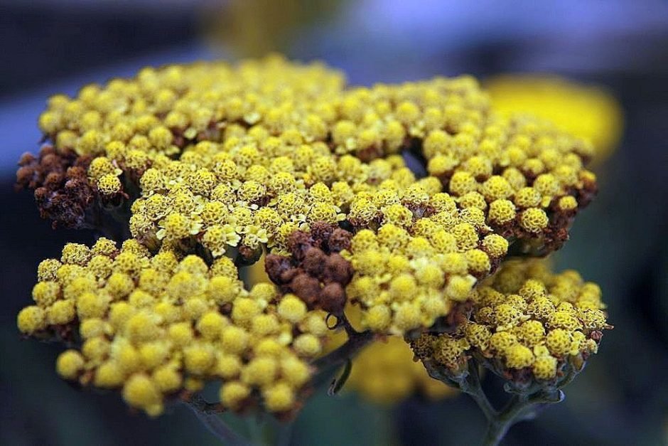 Onde plantar Achillea 'Moonshine' (Achillea 'Moonshine')_2